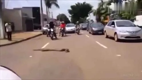 摩托车驾驶员遭遇眼镜蛇突袭，生死瞬间的惊魂考验