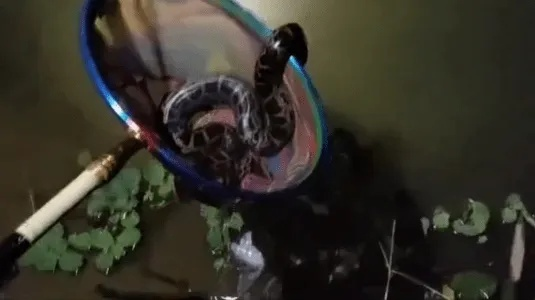 钓鱼惊魂，误以为废轮胎，实则大蟒蛇潜伏